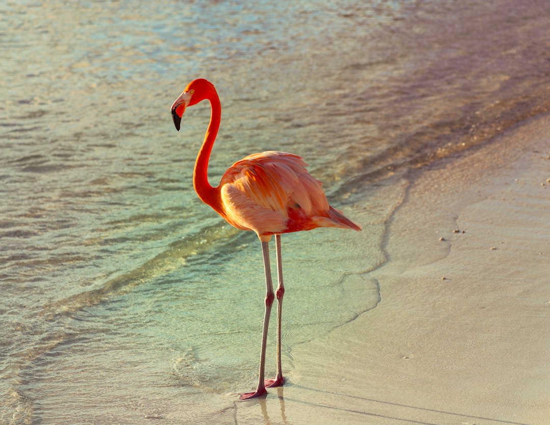 Flamingo wanddecoratie met Halloween pompoenen.