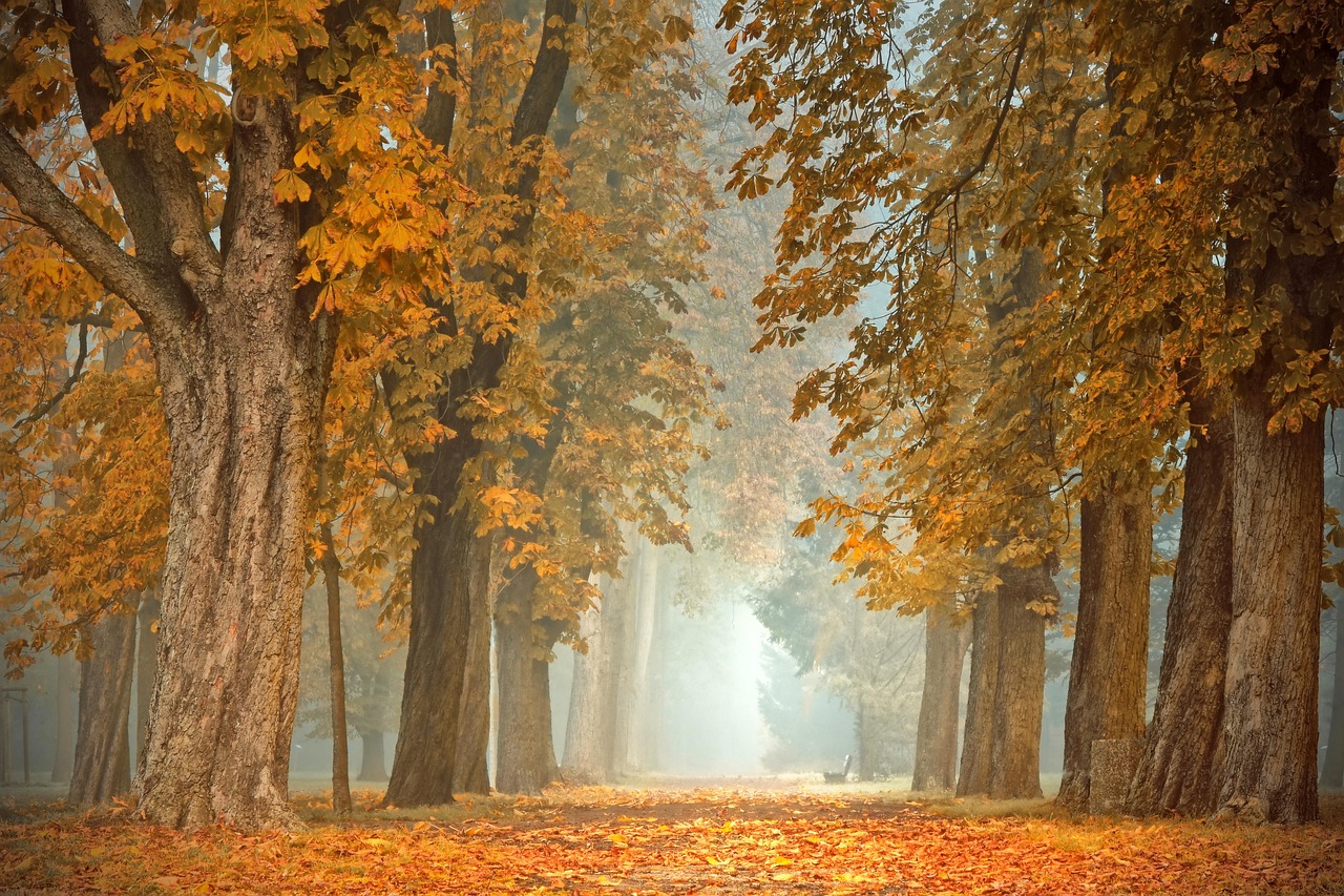 Gezellige herfstaccessoires langs klassieke houten trap. Gezellige herfstaccessoires langs klassieke houten trap.